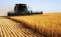 عیدی دولت به گندم‌کاران؛ خرید تضمینی هر کیلو گندم 11500 تومان /تعدیل قیمت کودهای پایه